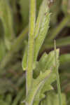 Oakleaf fleabane